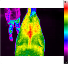 Thermografische Aufnahmen eines Pferdes